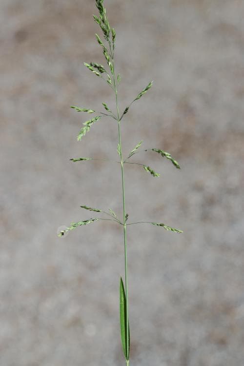 parkgröe Poa chaixii