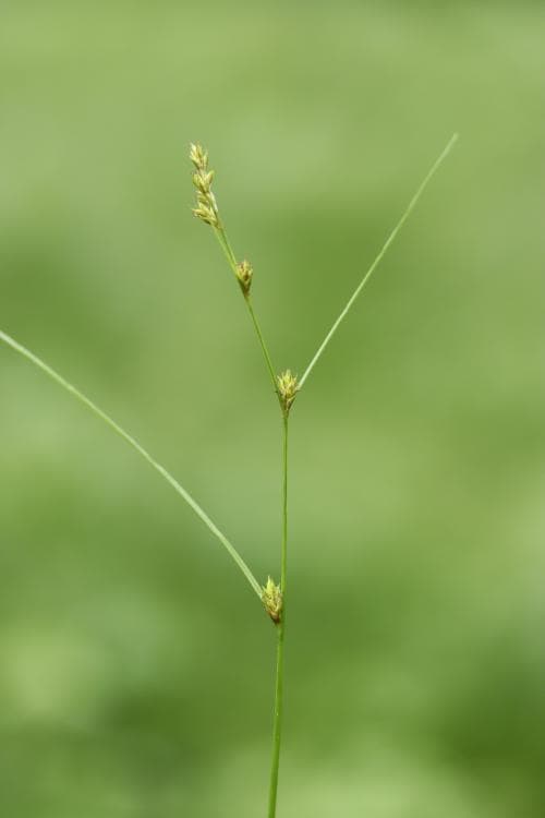 skärmstarr Carex remota