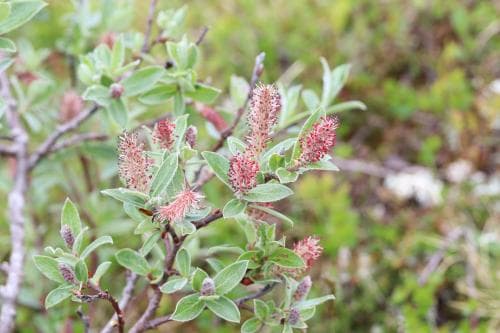 vanligt ripvide Salix glauca subsp. glauca