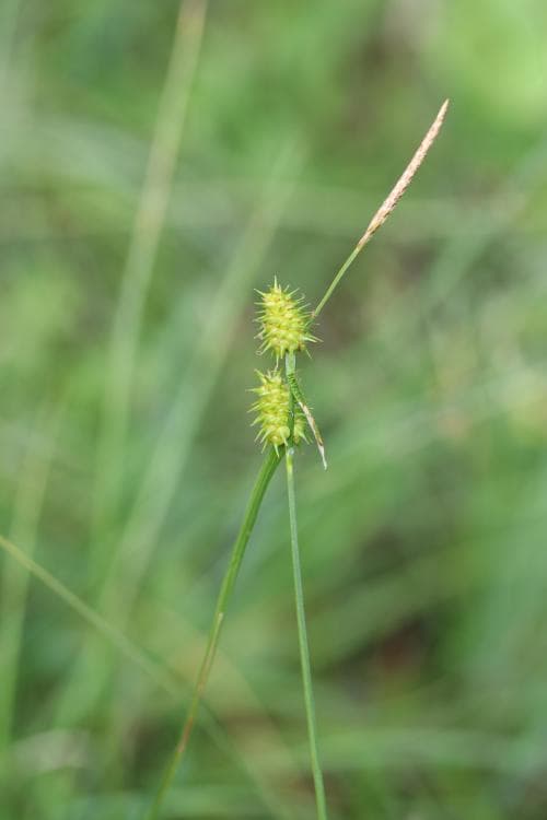 näbbstarr Carex lepidocarpa subsp. lepidocarpa