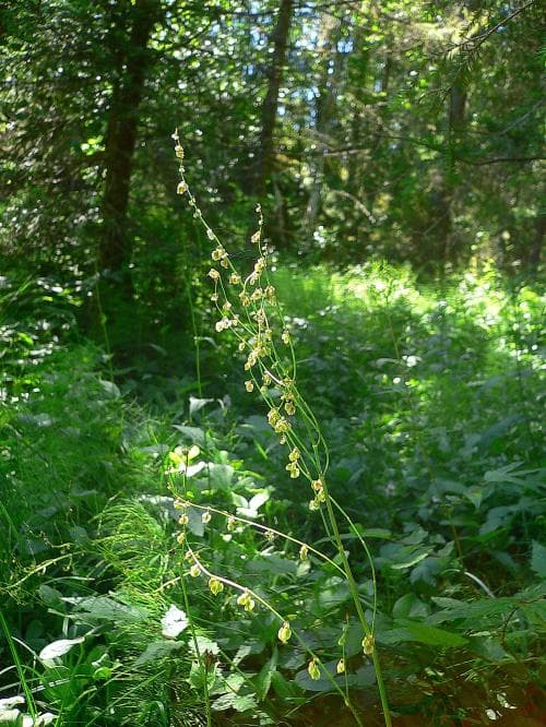 källängssyra Rumex acetosa var. fontanopaludosus