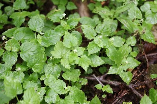 dvärghäxört Circaea alpina