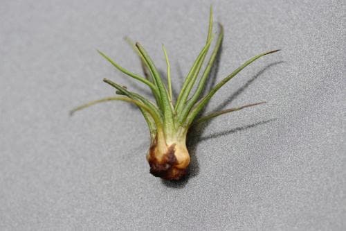 styvt braxengräs Isoëtes lacustris