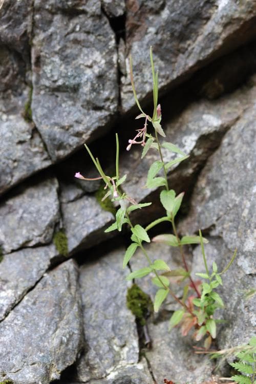 backdunört Epilobium collinum