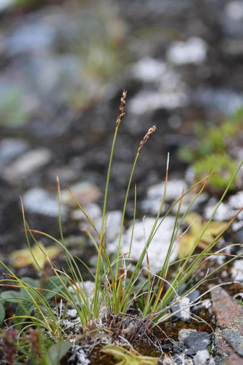 enaxig sävstarr Carex myosuroides