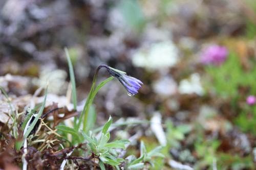 fjällklocka Campanula uniflora