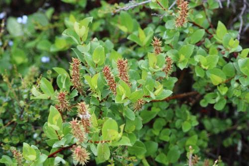 fjällblekvide Salix hastata subsp. hastata