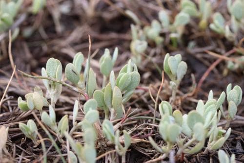 saltmålla Halimione pedunculata