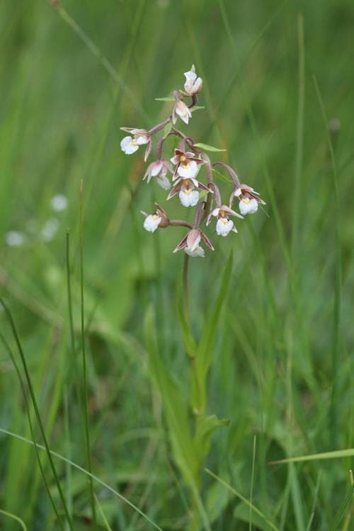 kärrknipprot Epipactis palustris