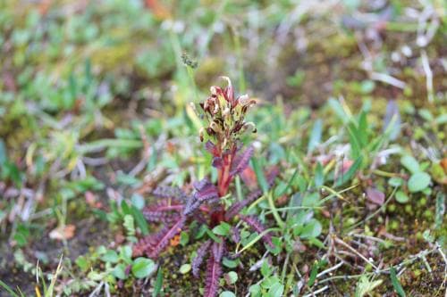 brandspira Pedicularis flammea