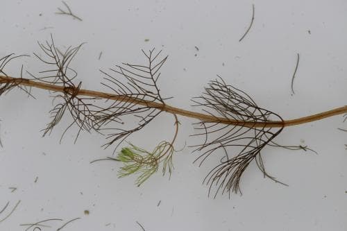 knoppslinga Myriophyllum sibiricum