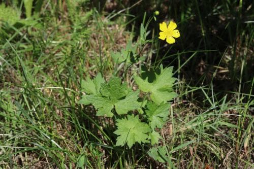 raggsmörblomma Ranunculus subborealis subsp. villosus