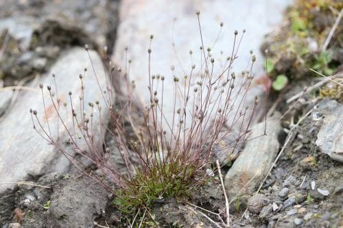 raknörel Sabulina stricta