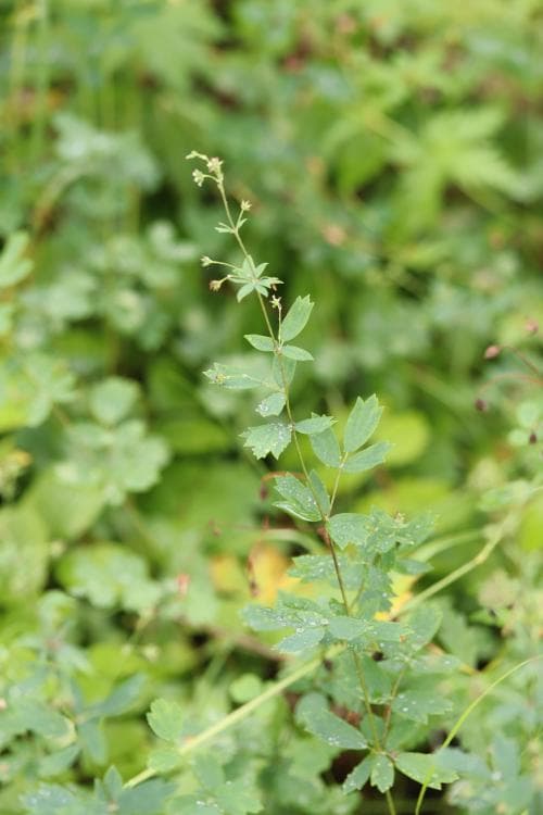 nordruta Thalictrum simplex subsp. boreale