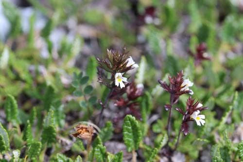 lappögontröst Euphrasia salisburgensis subsp. salisburgensis