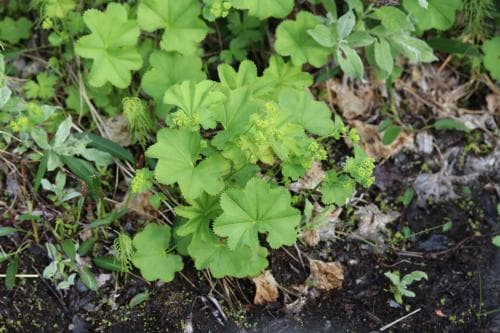 källdaggkåpa Alchemilla glomerulans