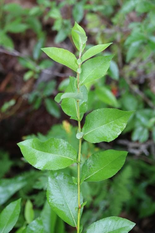 finnblekvide Salix hastata subsp. subintegrifolia