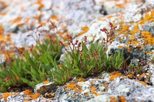 sandsyra Rumex acetosella subsp. arenicola