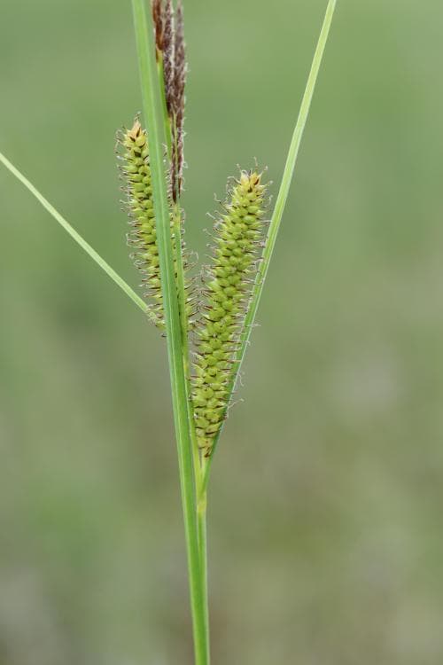 ljus flaskstarr Carex rostrata