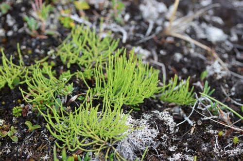 krypfräken Equisetum arvense subsp. alpestre