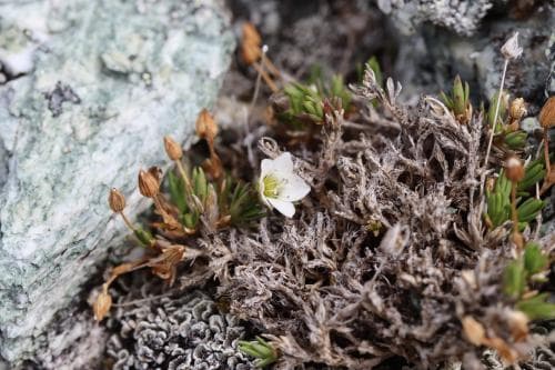 rödnörel Sabulina rubella