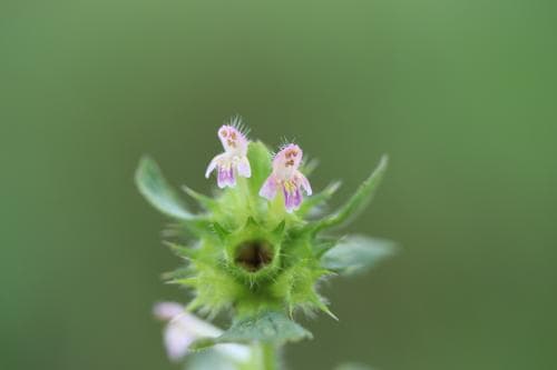 toppdån Galeopsis bifida