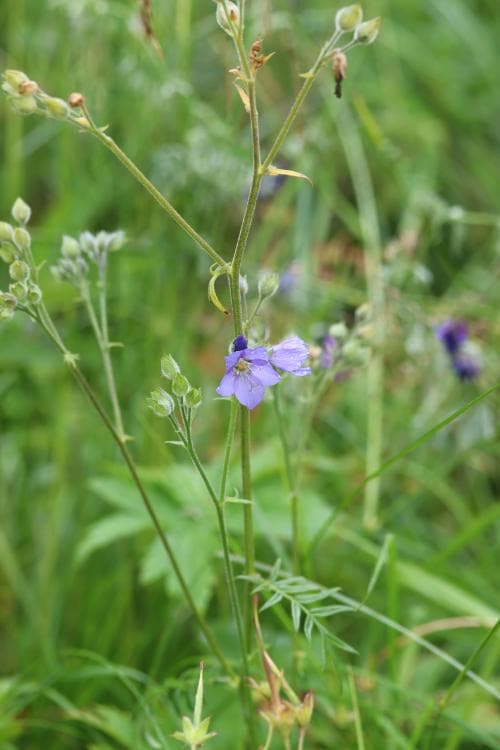 lappblågull Polemonium acutiflorum