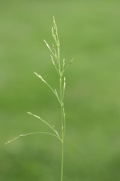 sengröe Poa palustris