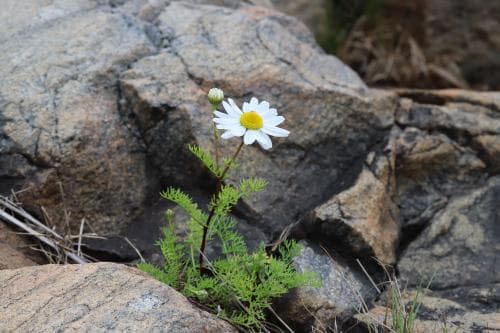 kustbaldersbrå Tripleurospermum maritimum subsp. maritimum