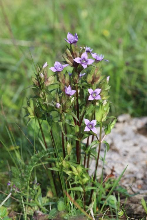 sen fältgentiana Gentianella campestris var. campestris