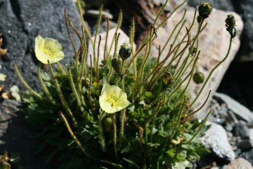 lappvallmo Papaver radicatum subsp. radicatum