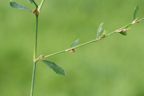 stor trampört Polygonum aviculare subsp. aviculare