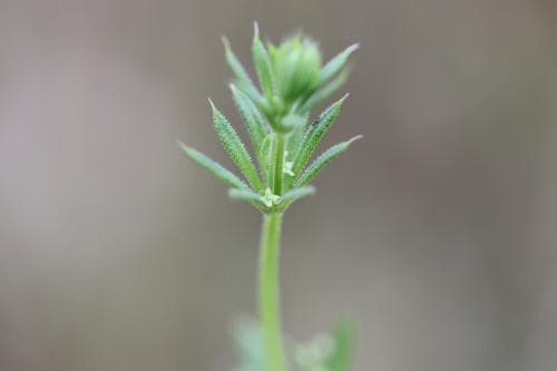 småsnärjmåra Galium spurium subsp. vaillantii