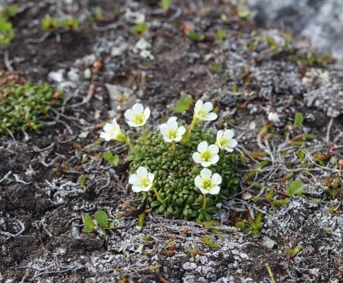 fjällgröna Diapensia lapponica