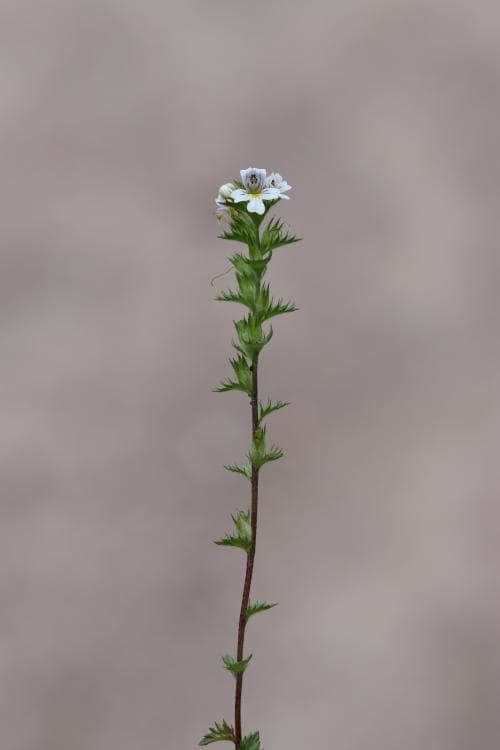 grå ögontröst Euphrasia nemorosa