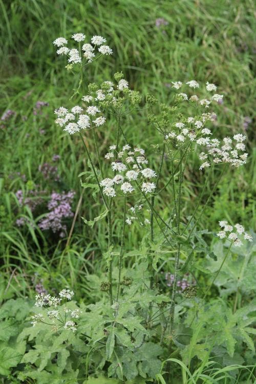 vit björnloka Heracleum sphondylium subsp. sphondylium