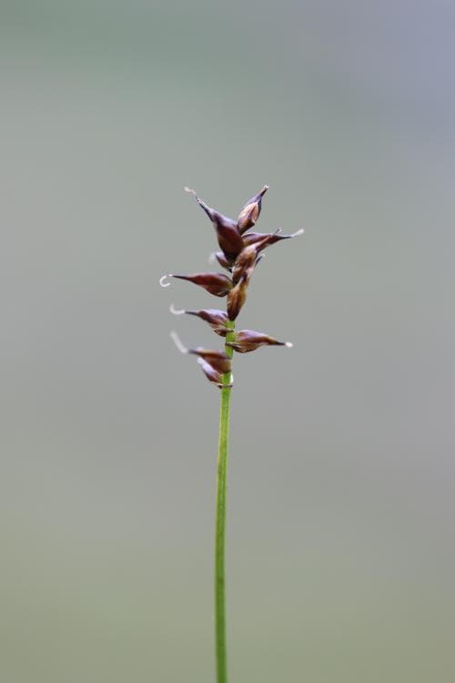 lappstarr Carex parallela