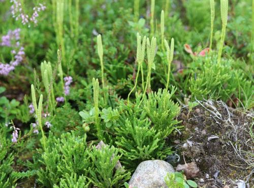 vanlig plattlummer Lycopodium complanatum subsp. complanatum