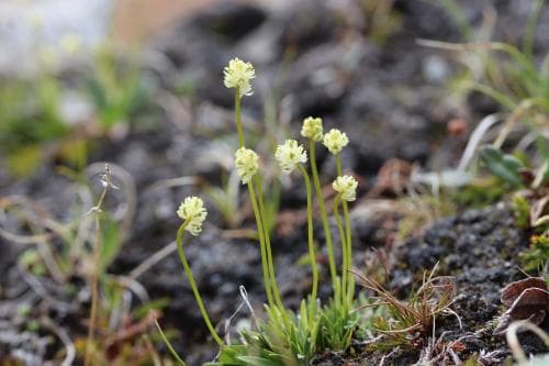 björnbrodd Tofieldia pusilla