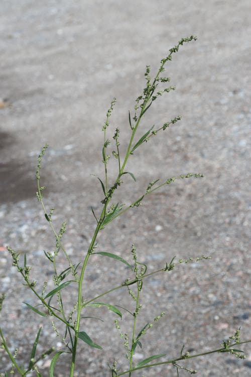 vägmålla Atriplex patula