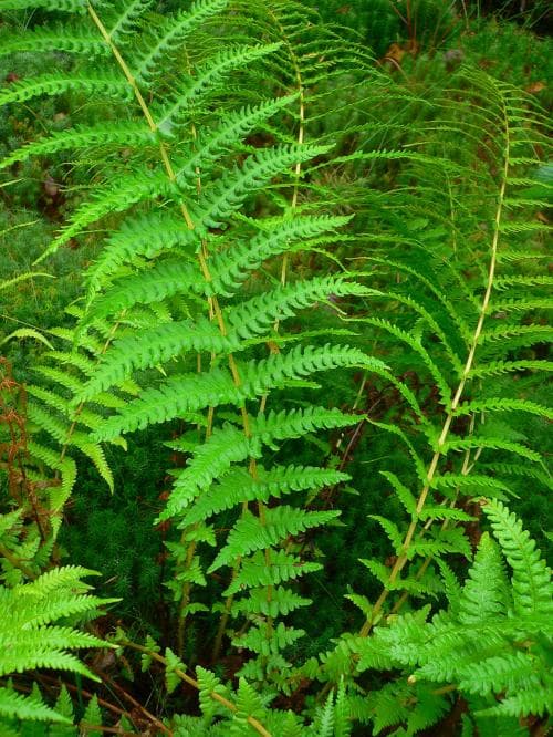 bergbräken Thelypteris limbosperma
