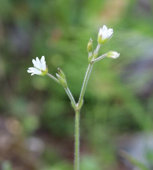 riparv Cerastium fontanum subsp. fontanum
