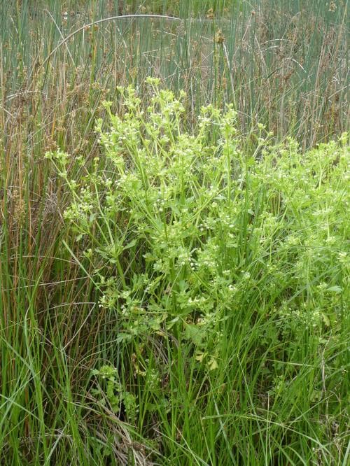 selleri Apium graveolens