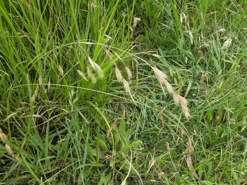 plattlosta Ceratochloa cathartica