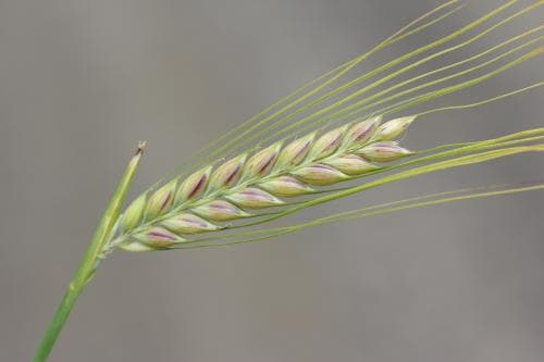 tvåradigt korn Hordeum vulgare var. distichon