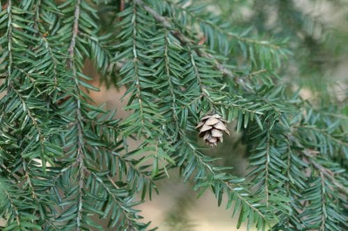 hemlock Tsuga canadensis