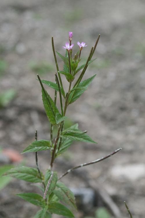 amerikansk dunört Epilobium adenocaulon