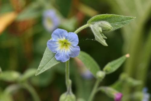 nonnea Nonea versicolor