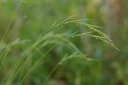 lundskafting Brachypodium sylvaticum