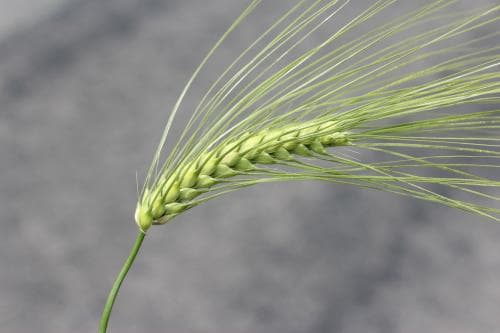 sexradigt korn Hordeum vulgare var. vulgare